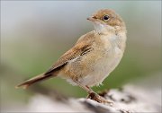 02_DSC6369_Whitethroat_rufous_105pc