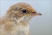 02_DSC6371_Whitethroat_portrait_38pc