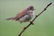 05_DSC2953_Whitethroat_in_dull_morning_90pc