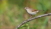 06_DSC7272_Whitethroat_stranger_56pc