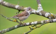 12_DSC6219_Whitethroat_stranger_51pc