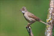 15_DSC5121_Whitethroat_fluffiness_48pc