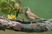 15_DSC5187_Whitethroat_informal_51pc