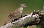 15_DSC5231_Whitethroat_remember_44pc