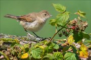 15_DSC5249_Whitethroat_memory_45pc