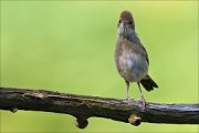 15_DSC5254_Whitethroat_points_40pc