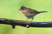 15_DSC5259_Whitethroat_correctly_37pc