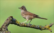 15_DSC5278_Whitethroat_major_42pc