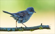 15_DSC5318_Whitethroat_state_44pc