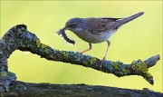 15_DSC5340_Whitethroat_control_33pc