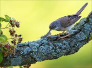 15_DSC5344_Whitethroat_decision_45pc