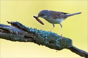 15_DSC5358_Whitethroat_grip_32pc