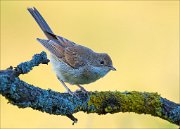 15_DSC5403_Whitethroat_lovely_57pc