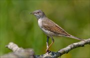 22_DSC2429_Common_Whitethroat_broil_70pc