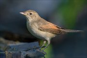 22_DSC6165_Common_Whitethroat_ray_103pc