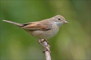 22_DSC6540_Common_Whitethroat_seek_71pc