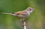 22_DSC6586_Common_Whitethroat_aim_80pc