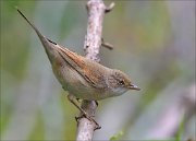 22_DSC6610_Common_Whitethroat_intent_93pc