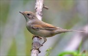 22_DSC6616_Common_Whitethroat_skill_77pc