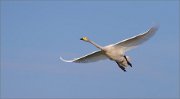 02_DSC7686_Whooper_Swan_in_flight_37pc