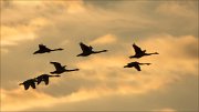 13_DSC2883_Whooper_Swan_septet_66pc