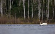 15_DSC2510_Whooper_Swan_accord_91pc