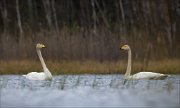 15_DSC2537_Whooper_Swan_marvel_58pc