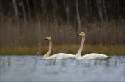 15_DSC2545_Whooper_Swan_prepotent_54pc