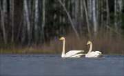 15_DSC2616_Whooper_Swan_sloven_53pc