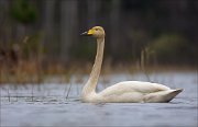 15_DSC2702_Whooper_Swan_content_83pc