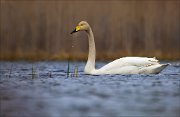 15_DSC2726_Whooper_Swan_drop_in_ocean_67pc