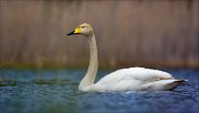 15_DSC2757_Whooper_Swan_sentiment_74pc