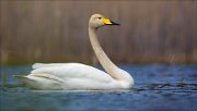 15_DSC2774_Whooper_Swan_affect_46pc