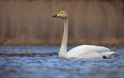 15_DSC2801_Whooper_Swan_palp_76pc