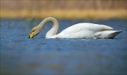 15_DSC2832_Whooper_Swan_bonds_75pc