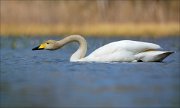 15_DSC2834_Whooper_Swan_inner_84pc