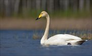 15_DSC2869_Whooper_Swan_diminish_79pc