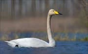 15_DSC2935_Whooper_Swan_enow_80pc