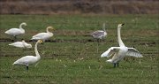 16_DSC5256_Whooper_Swan_parade_28pc