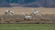 16_DSC5334_Whooper_Swan_trait_26pc