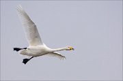 18_DSC9303_Whooper_Swan_might_34pc