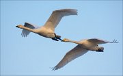 19_DSC0643_Whooper_Swan_whoop_71pc