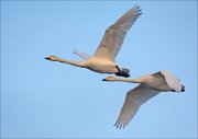 19_DSC0648_Whooper_Swan_flank_96pc