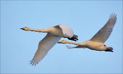 19_DSC0649_Whooper_Swan_ginger_74pc