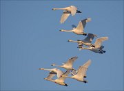 19_DSC3759_Whooper_Swan_snug_70pc