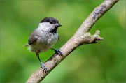 02_DSC0633_Willow_Tit_perched_71pc