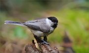 02_DSC0727_Willow_Tit_near_pond_90pc