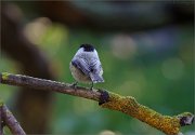 06_DSC9381_Willow_Tit_self-reflectiveness_92pc