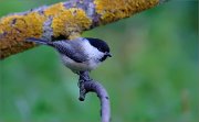 06_DSC9498_Willow_Tit_twilight_sprite_62pc