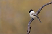 07_DSC0437_Willow_Tit_urged_to_pose_70pc